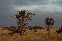 Kenia, Rötelfalken