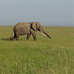 Kenia, Elefant im  Masai Mara Nationalpark