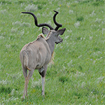 Südafrika, Grosser Kudu