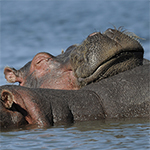 Uganda, Flusspferde