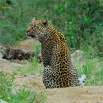 Uganda, Leopard